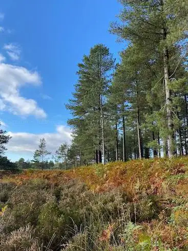 Sopley Common Nature Reserve