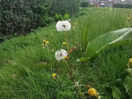 Barleyhill Road Park