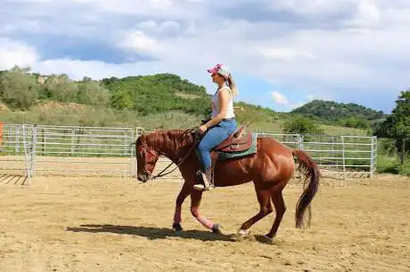 ASD 25-09 PERFORMANCE HORSES