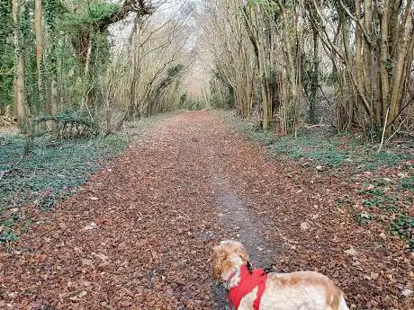 Sovell Down Nature Reserve