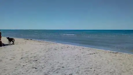 Dog beach Sète Marseillan