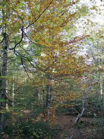 Route Forestière