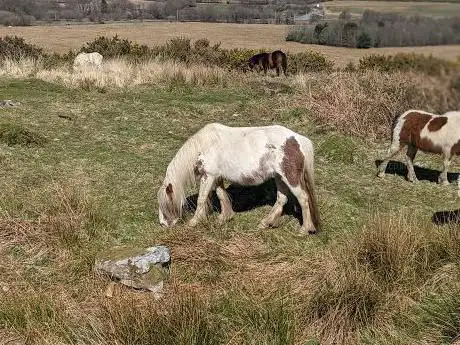 Cefn Hirgoed