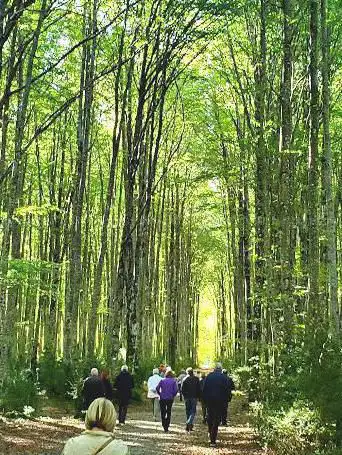 Sendero Dronda - Mata de Haya