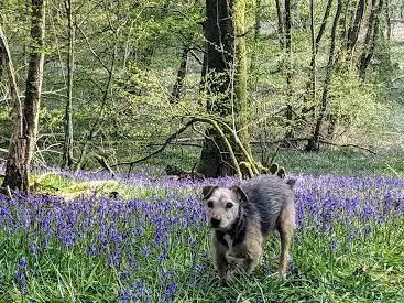 Langley Wood National Nature Reserve