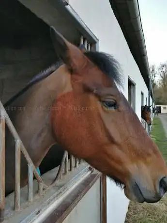 Centre Equestre de la Prévoté SCA