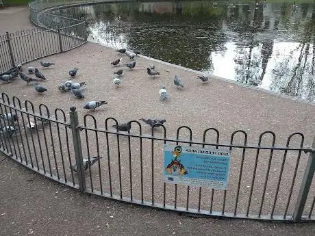 Bird feeding area