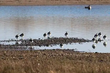 Rye Harbour Nature Reserve