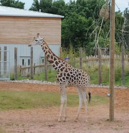 Giraffe House - Twycross Zoo