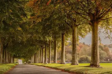 Avenue of Trees