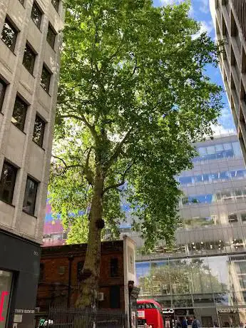 Oldest tree in City of London