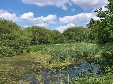 Lightshaw Meadows