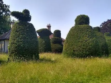 Yew Tree Avenue