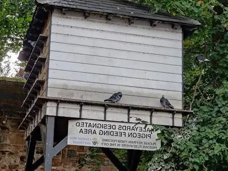 Kaleyards Pigeon Feeding Area