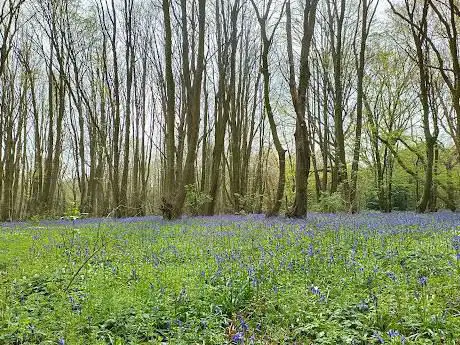 Heartwood Forest