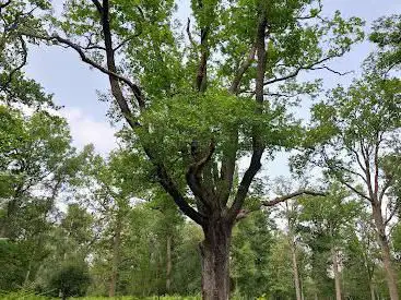 Le Chêne des Grès