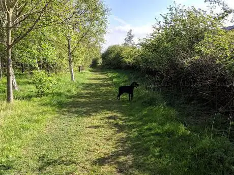 Maelor's Wood