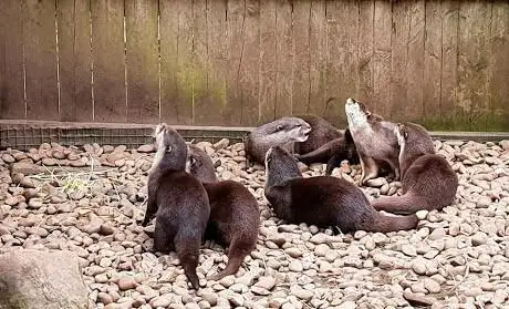 Reaseheath Mini Zoo