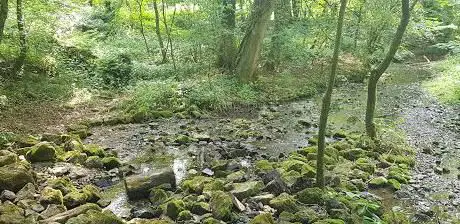 Coed Y Felin North Wales Wildlife Trust Nature Reserve