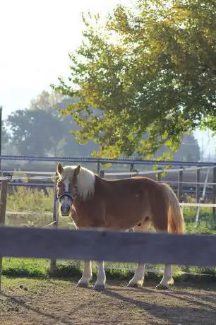 ASD La Fenice Centro Equestre