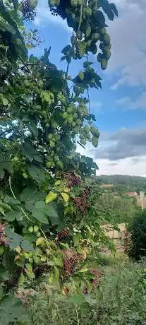 Wild Hops Growing