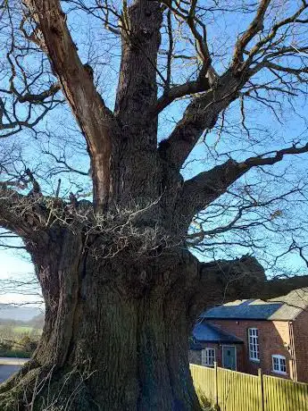 The Eardisley Oak