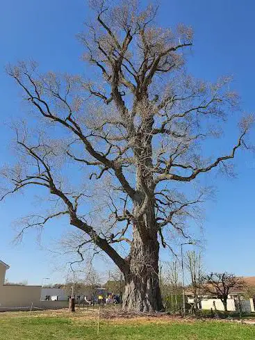 La Pouplie arbre remarquable