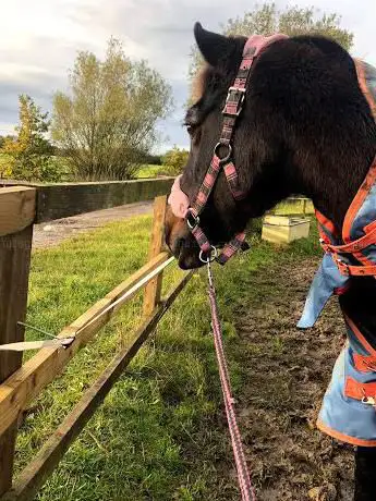 Liscombe Park Equestrian Centre