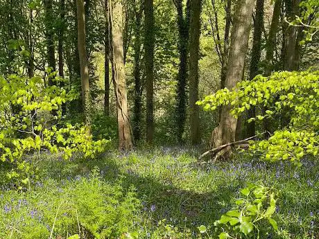 Ladies Walk - National Trust