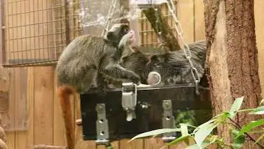 Les Tamarins Empereur