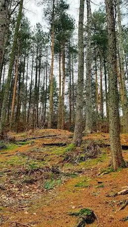 Ernocroft Wood