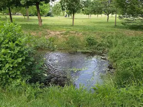 Sorgente d'acqua - fontanile