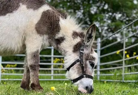 Magical Mini Donkeys