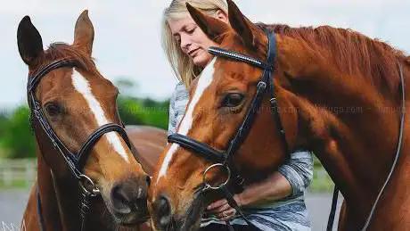 Fosshey Stables & Hanoverian Stud