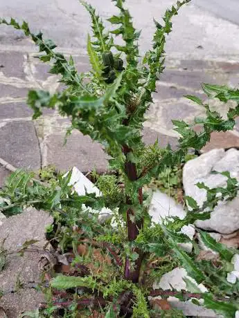 Cimitero Comunale di Quindici (AV)