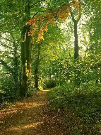 Plants hill Wood