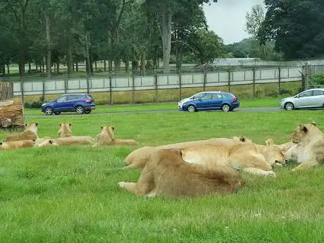 Lion enclosure