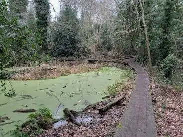 Moseley Bog