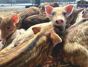 Bowland Wild Boar Park