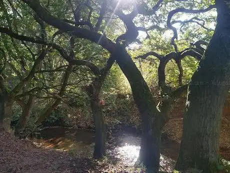 Brook Wood