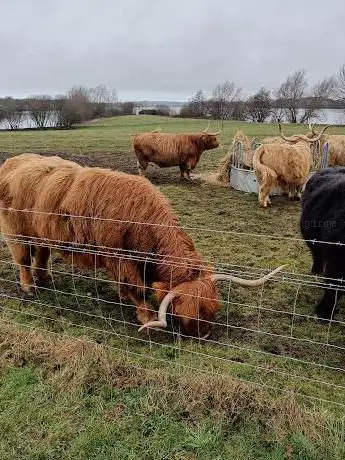 Alton Water Highland cattle