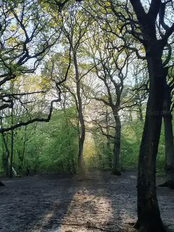 Park Wood