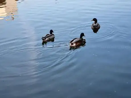 Royal Preston Hospital Lake - Non-swimming