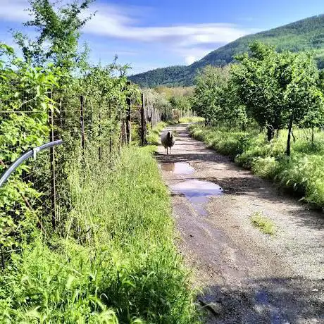 Oasi del gatto libero sirignanese