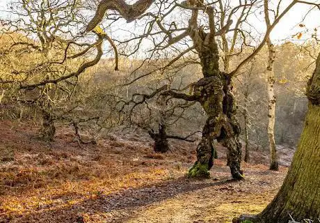 Cannock chase - Tree Groot/LOTR Ent