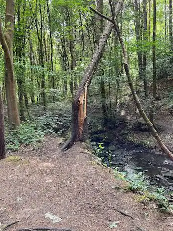 Esholt Woods