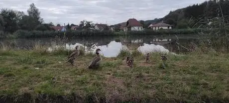 Traversée de canards