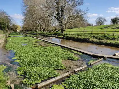 Ewelme Watercress Beds & Local Nature Reserve