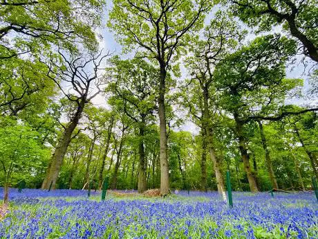 Hagbourne Copse Nature Reserve