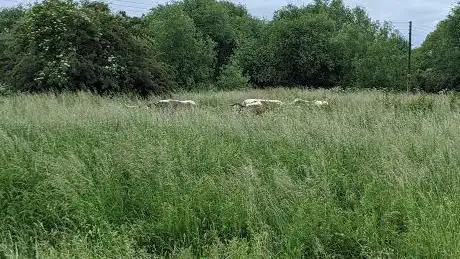 Attenborough Natural Park